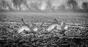16179_Fotograf_Allan Jensen_Whooper swans _